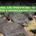 Невибагливі та вигідні: чи можуть цесарки стати успішними в українському птахівництві