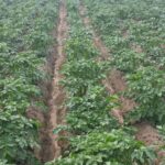 Що посадити поряд з картоплею, щоб не було жуків: і 3 небезпечні сусіди-провокатори