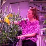 Триває тестування сорту пшениці, стійкого до засолення ґрунтів.