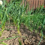 Як відновити ґрунт після цибулі: що посадити, щоб земля не «втомилася»