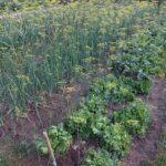 Чому ці 5 пар рослин гублять один одного на грядці