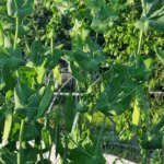 Після гороху: чому цибуля буде просто гігантською