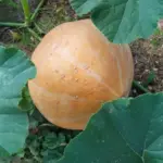 Чим зайняти грядку після гарбуза: що буде добре рости на…