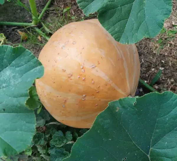 Чим зайняти грядку після гарбуза: що буде добре рости на…