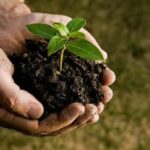 Науково-фахова рада дозволила до використання понад 100 препаратів для захисту рослин…