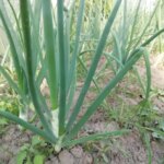 Що не можна садити поруч із цибулею: він «свариться» навіть зі своїми пряними родичами