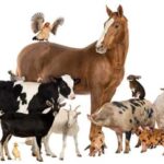 Нові євростандарти добробуту тварин в агросекторі вступили в силу.