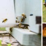 Майже подвоєння врожаю: поєднання зусиль фермера та бджоляра для збільшення прибутків.