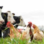 Нові вимоги до перевірки худоби перед забоєм