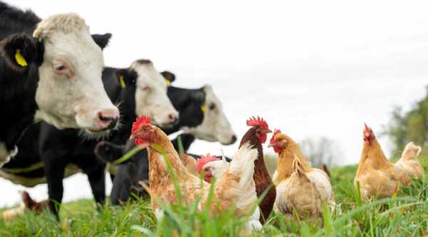 Нові вимоги до перевірки худоби перед забоєм