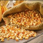 Українська кукурудза подорожчала до 206 доларів за тонну: вплив морозів на експорт.