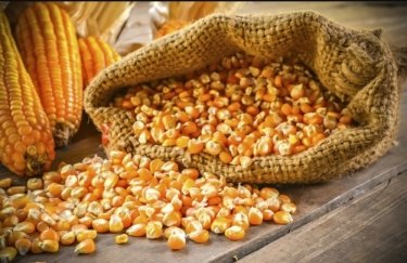 Експортні ціни на кукурудзу зростають. / Freepik кукурудза