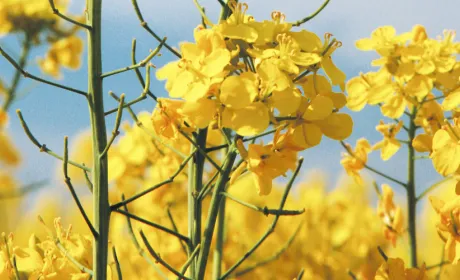 Озимий ріпак: основні моменти