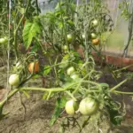 Який сидерат посіяти після томатів: зелений лікар для втомленого ґрунту