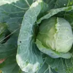 Що буде, якщо посадити капусту поряд з огірками: помилка чи правильне рішення