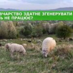 Українське вівчарство може приносити $20 мільярдів. Чому сектор не розвивається?