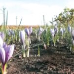 Шафран: цінна агрокультура.