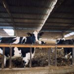 Україна: експорт ВРХ до Алжиру відкрито