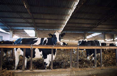 корови, ферма