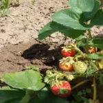 Після полуниці: який овоч дасть рекорд на збіднілій землі