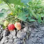 Що допомагає полуниці рости швидше: забута рада садівників