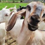 На Вінниччині започаткують козячу ферму на 2 тисячі кіз.