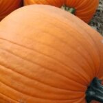 Гарбузове насіння: прибуткове вирощування.