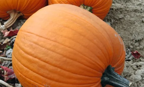 Гарбузове насіння: прибуткове вирощування.