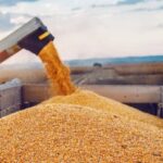 З початку сезону Україна експортувала близько 17 мільйонів тонн збіжжя.