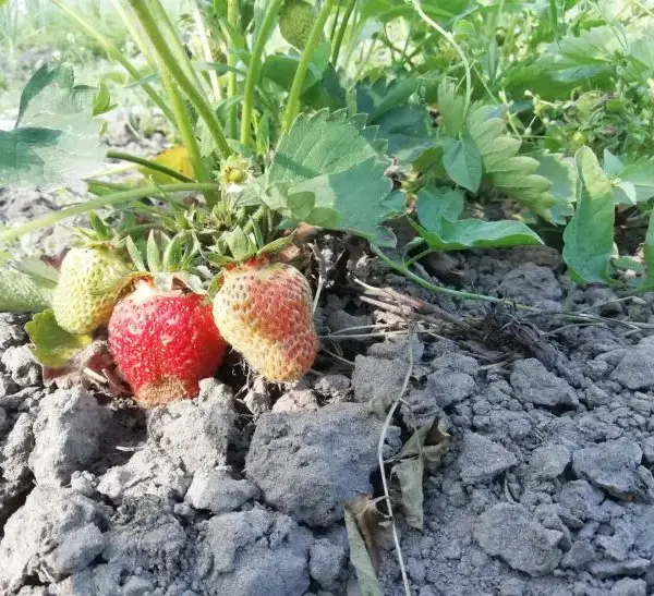 Навіщо розділяти грядки полуниці та малини: загальний шкідник, який знищить…