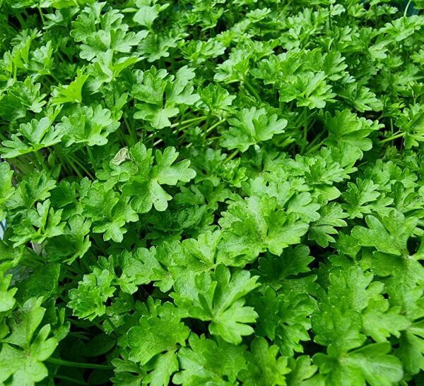 Що садити після петрушки: вона підготувала ідеальні умови для цих…