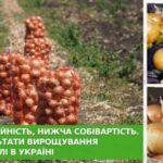 На Одещині: перші жнива зимової цибулі з Кореї.