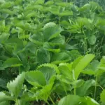 Яку культуру посіяти після полуниці: покращуємо ґрунт за один сезон