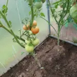 Чому огірки в'януть поруч із помідорами: війна коренів, яку ви не бачите