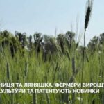 Півтора десятиліття полтавський хлібороб плекає прадавню злакову рослину – полбу