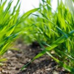 Рослинний захист: весняна оборона озимини від хвороб.