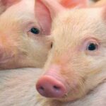 Тваринники очікують докорінні трансформації у секторі післявоєнного періоду