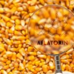 Науковці представили спосіб дієвого виявлення мікотоксинів.