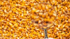 Науковці представили спосіб дієвого виявлення мікотоксинів.