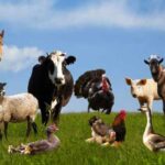 З 2026: Підтвердження добробуту тварин – оновлені правила