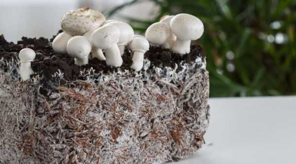 Клітинне землеробство: основа стабільної харчової…