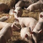 Вартість свиней у живій вазі: 26 січня – 1 лютого 2026 року