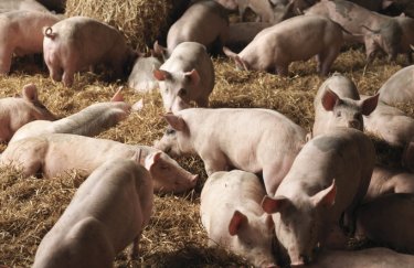 Закупівельні ціни на свиней живою вагою на 26 січня - 1 лютого 2026