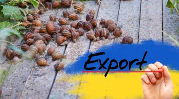 Експорт молюсків: спрощення правил та український равлик на…