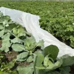 Що посадити після капусти, щоб обдурити шкідників та отримати подвійний…