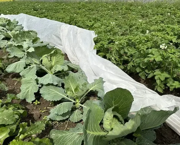 Що посадити після капусти, щоб обдурити шкідників та отримати подвійний…