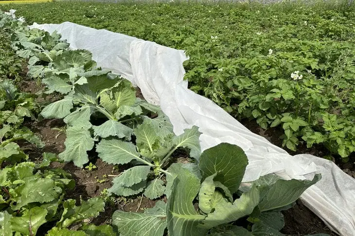 Що посадити після капусти, щоб обдурити шкідників та отримати подвійний урожай: хитрість досвідчених городників