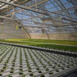 Гідропоніка по-українськи: реалії салатного бізнесу в умовах енергетичної скрути