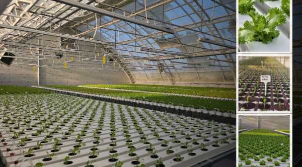 Гідропоніка по-українськи: реалії салатного бізнесу в умовах енергетичної скрути
