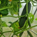 Що посадити після огірків: хитрість для ідеальної сівозміни